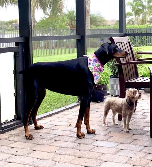 Sadie with her little cousin Lady