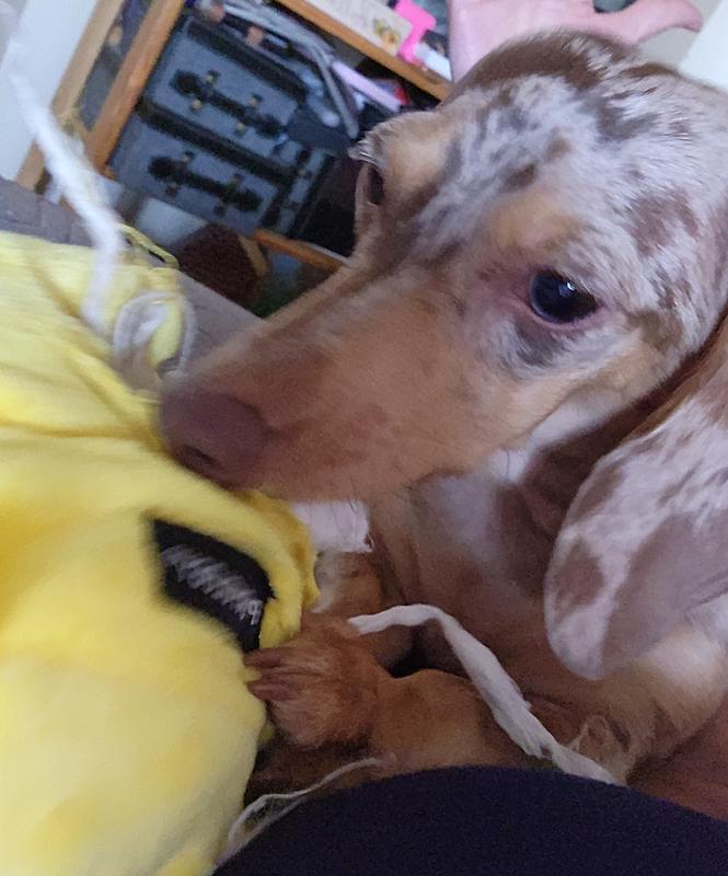 Boop, aka Princess Destructo