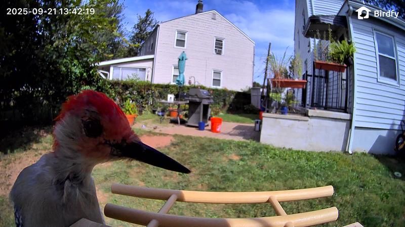 Red bellied woodpecker