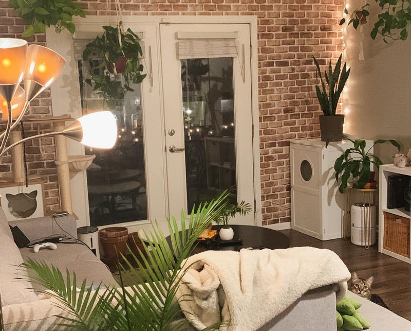 Look how attractive my litter box looks in my living room! I'm bragging about my litter box.