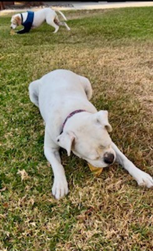 Product
Dottie gladly taking her treat 1st day
Dottie loving her treat
Dixie taking her treat 1st day
Dixie chewing her treat
Dottie and Dixie loving their treats day 2