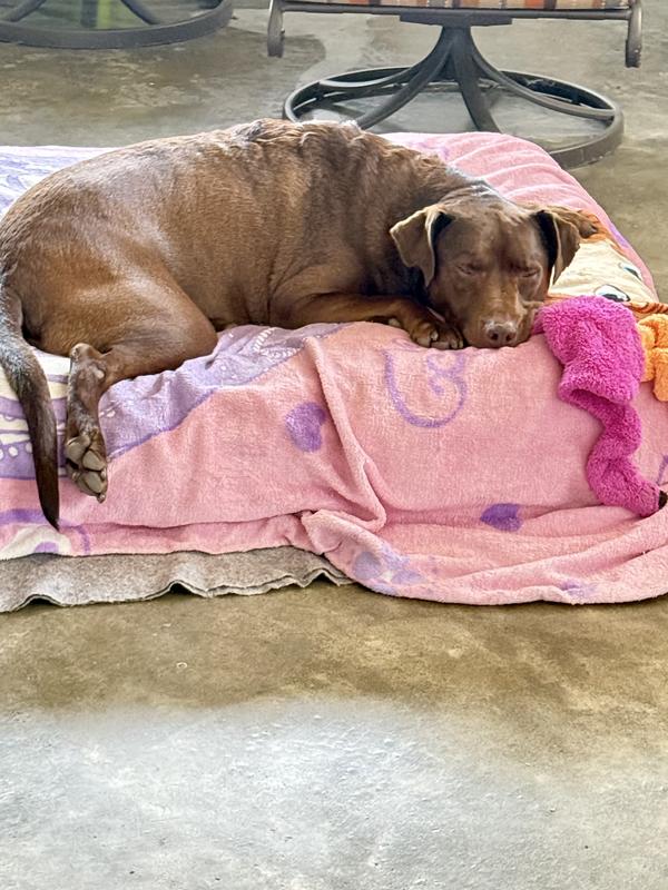 Resting after eating the royal canin puppy food