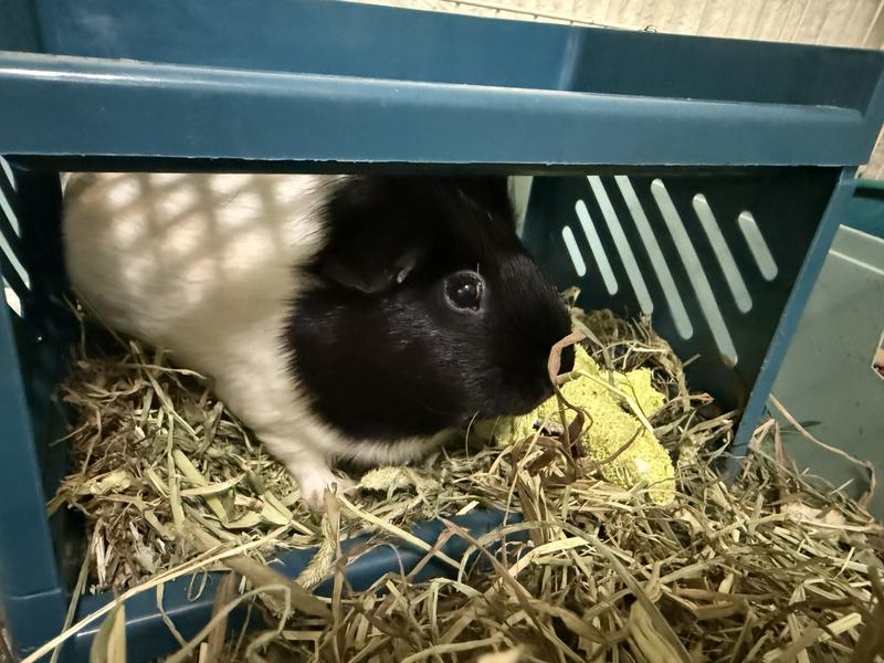 She is a little shy but she always bring it back to her bunk bed
