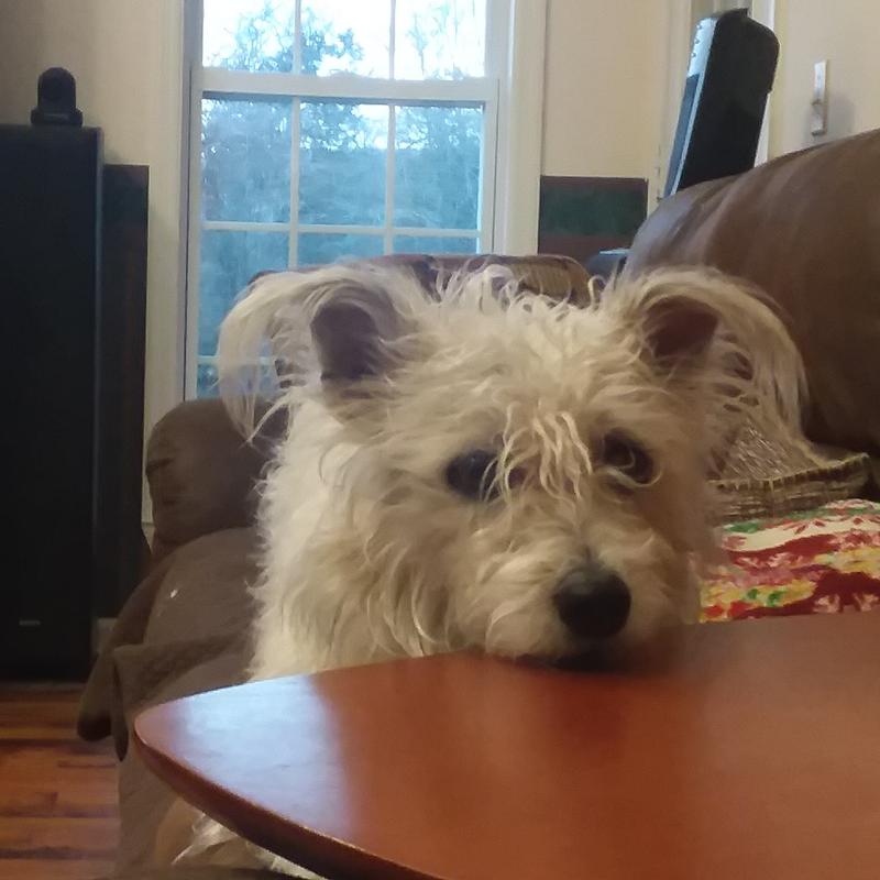 Can I get some lap time and a brushing here please ?