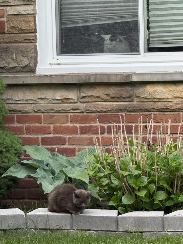 Dottie disapproves of Trash Cat.