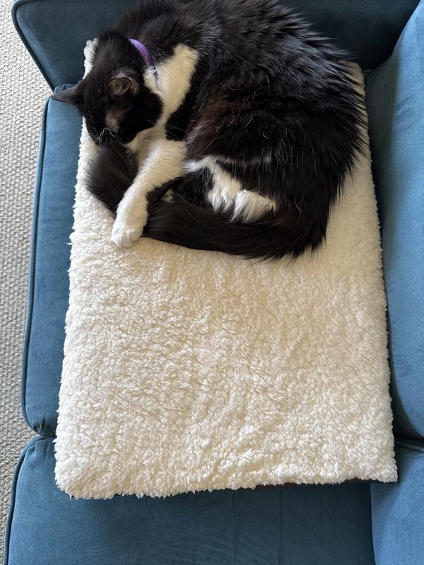 Stella snoozing on her bed