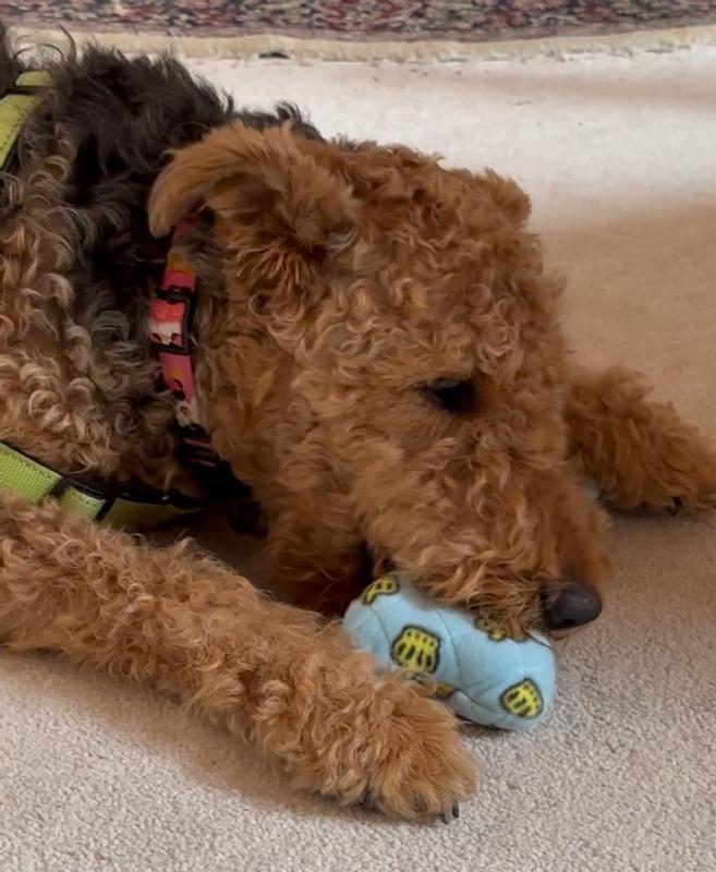 First, she danced with it, then the squeaking.
