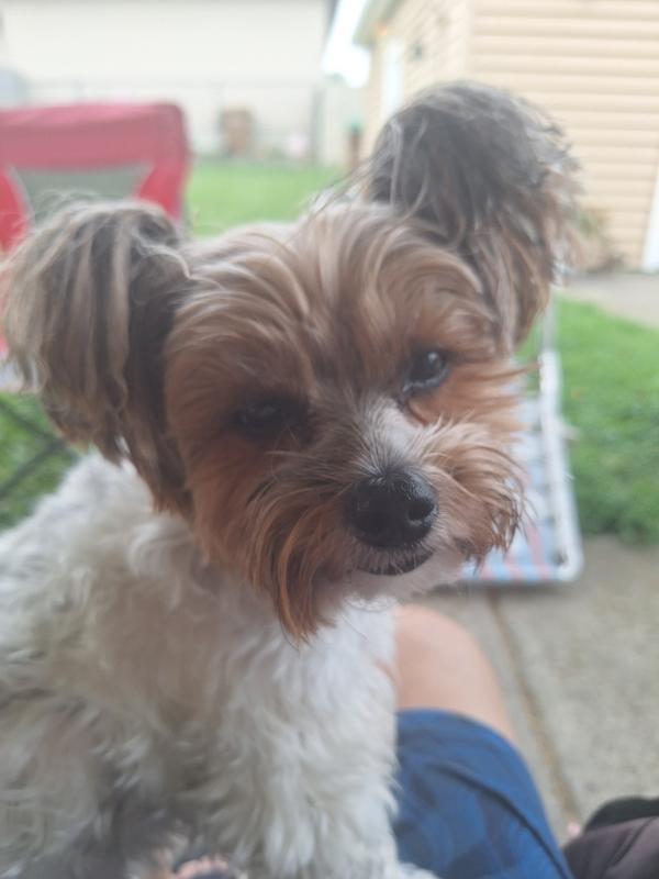 Pikachu aka Chewy loves Chewy.com