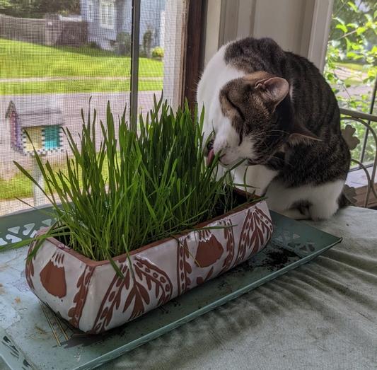 Chewy cat outlet grass