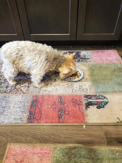 Skeeter eating Stella and Chewy's
