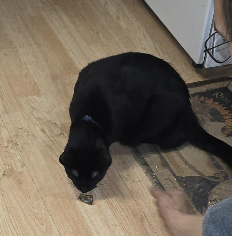 Binx checking it out before eating.