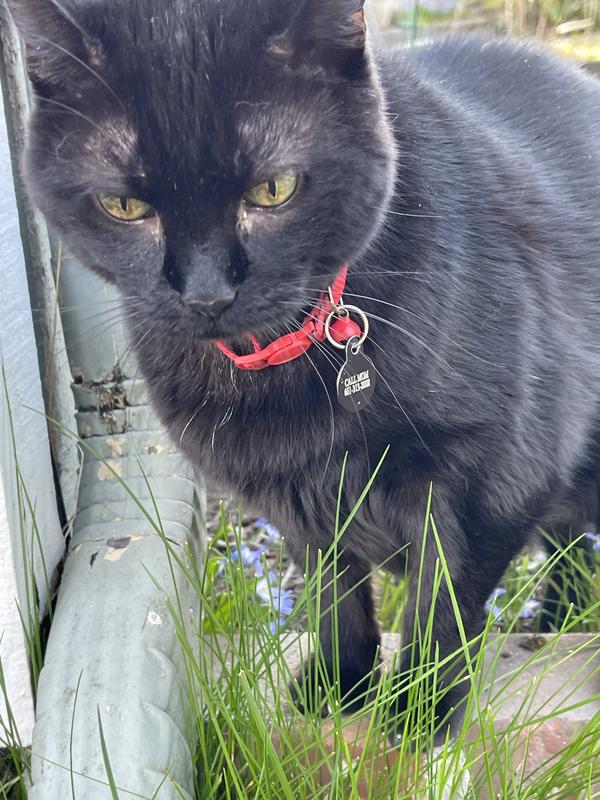 Working up an appetite on his daily supervised walkabout.