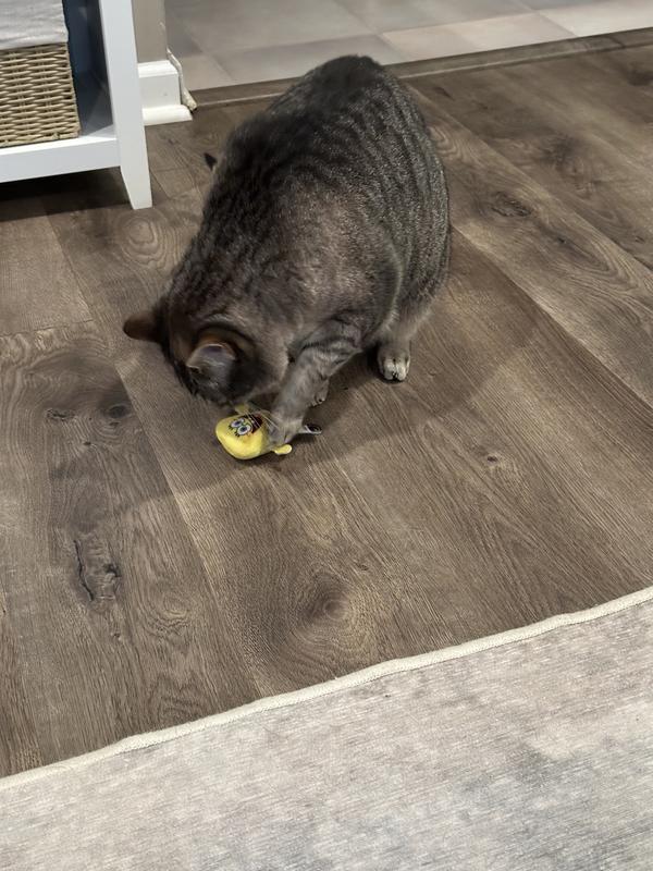 Luna playing with SpongeBob