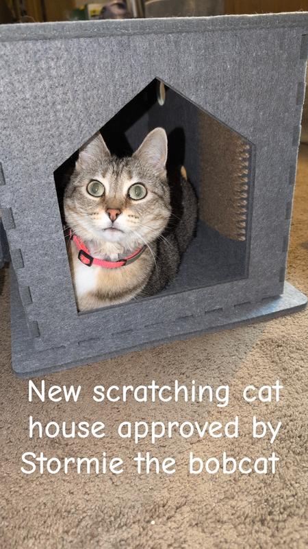 Boisterous excitement for murder mittens 🐾