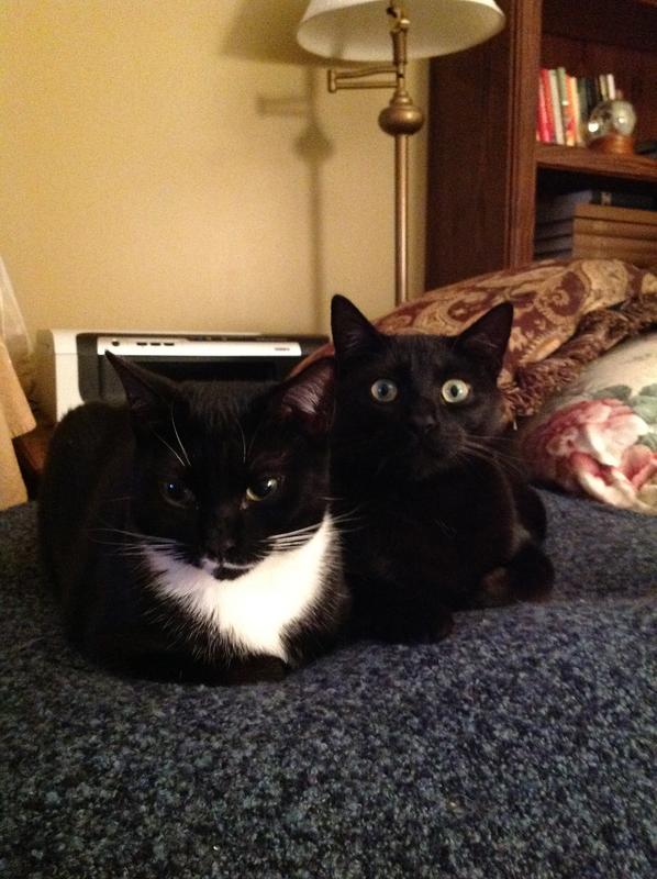 Mikey is the black cat and Molly is the tuxedo. Mikey is no longer with us, it’s been one week 😢