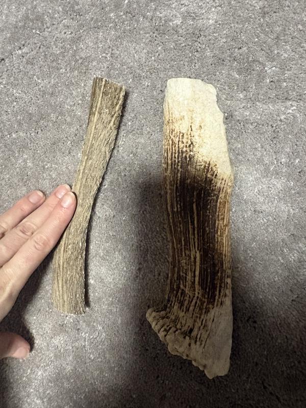 Red barn “xtra large” antler on the left