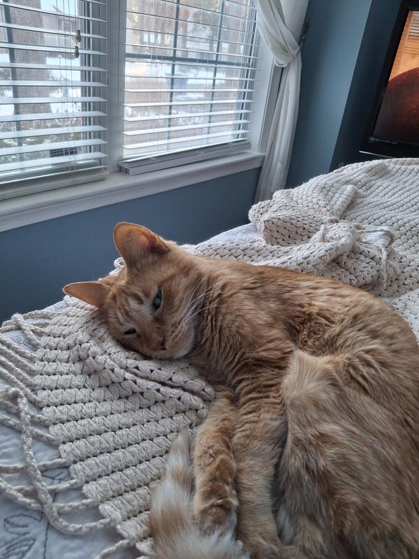 Mom orders from Chewy every month. Good food has helped me live a long life. I'll be 22 November 2025