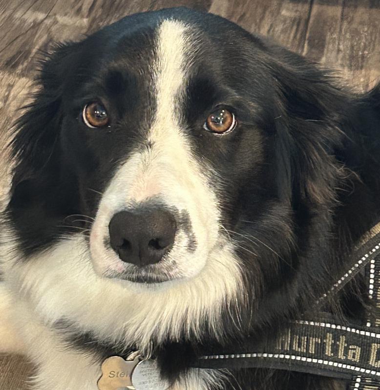 She’s a two year old Border Collie. Love her. Her name is Stella Bella