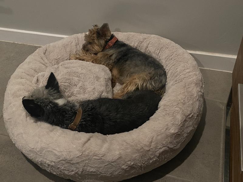 They love their new bed