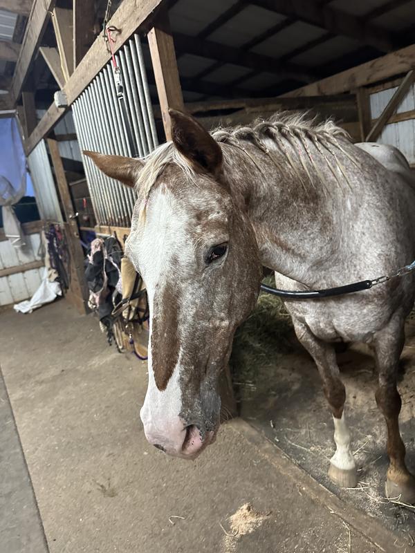Helps my senior mare with FWS