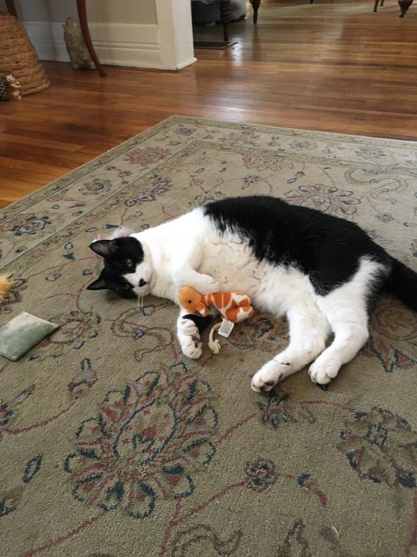 FRISCO Flip Top Hooded Cat Litter Box, Gray, Large, 22in