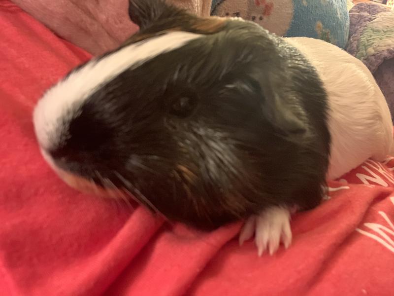 Squeak gives his paw of approval!