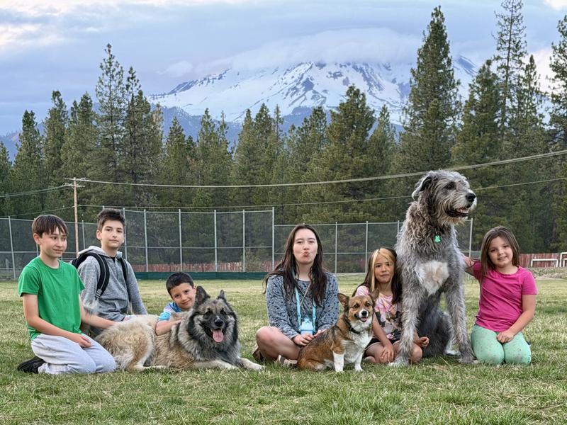 Kid’s day with the dogs