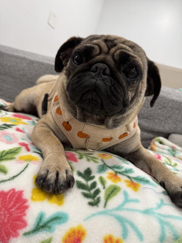 Pumpkin Harness Lucy & co
