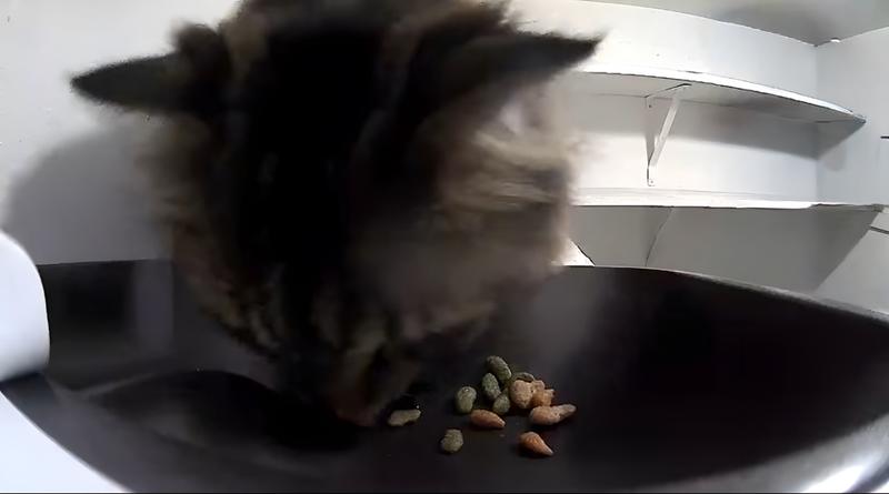 the high-quality view from the feeder camera