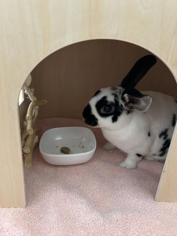 Flopsy eating her treat. So yummy!