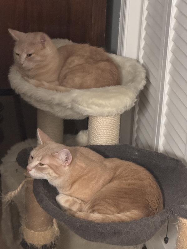 Petie Pie (back) and Nutmeg in their hammocks.