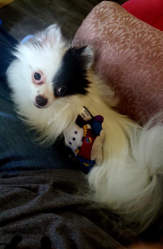Milly (become a "velcro" dog) with her favorite toy.