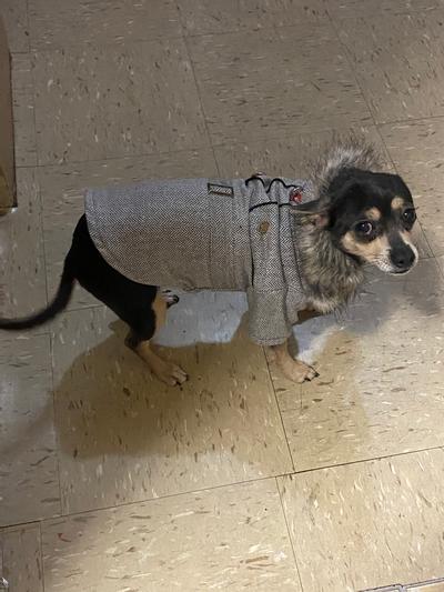 Product Reviews for FRISCO Dog & Cat Peacoat