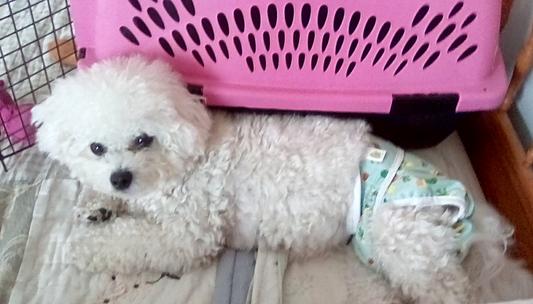 Gracie with her panties on!