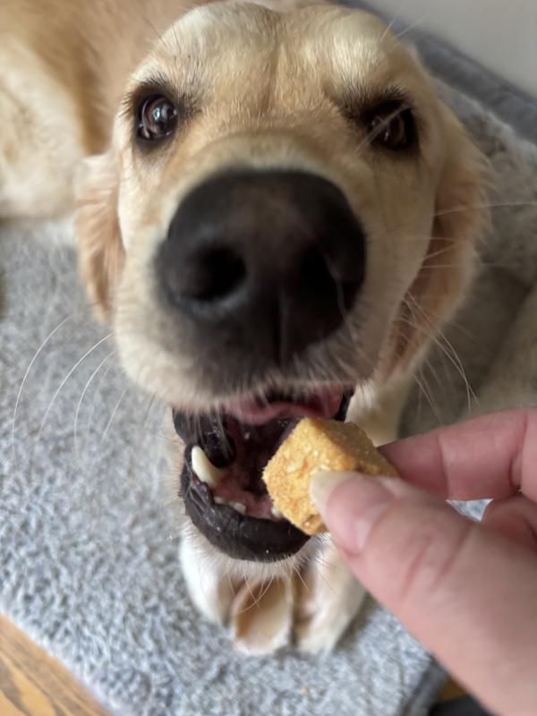 Golden about to get a bite to eat.