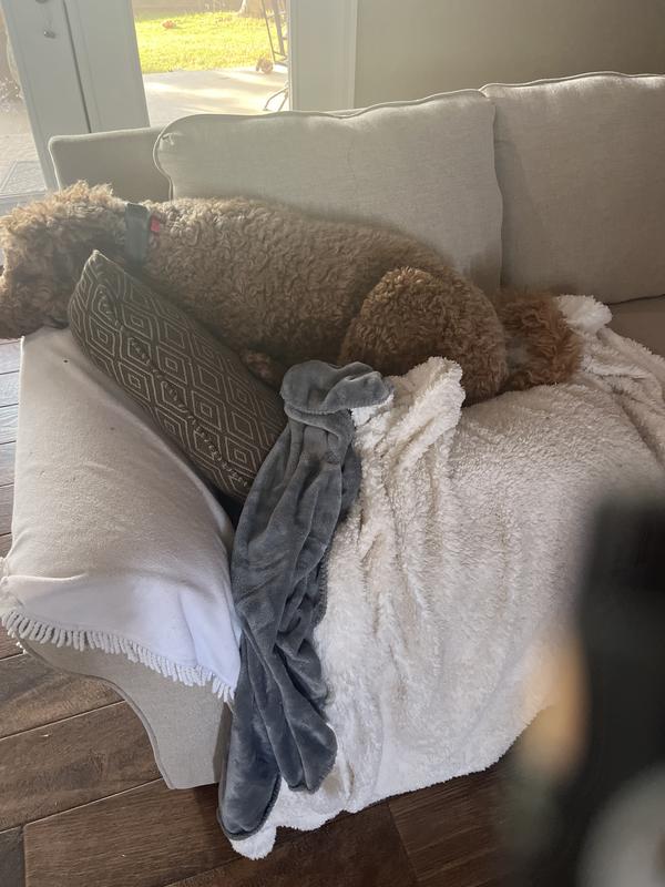 Bailey golden doodles