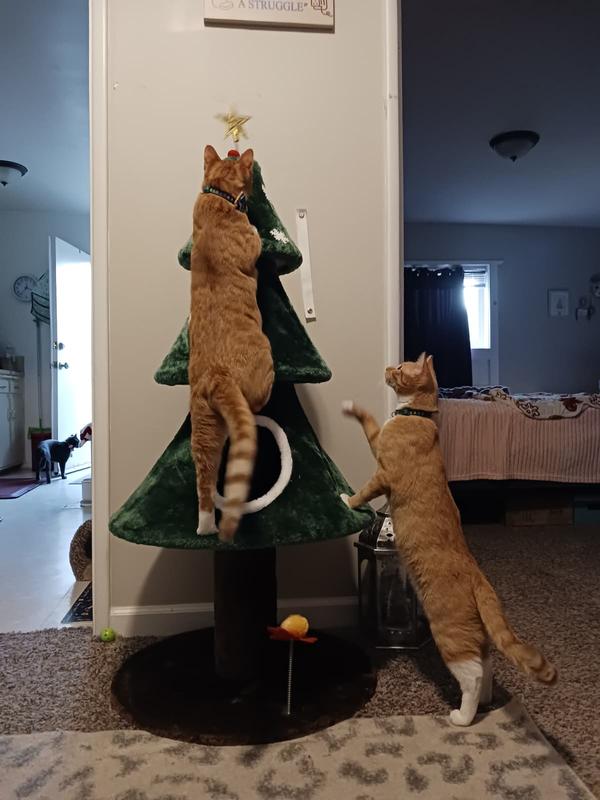 Baxter and Bernie exploring the cats' gift