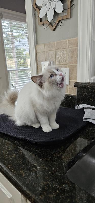 Happy kitty
