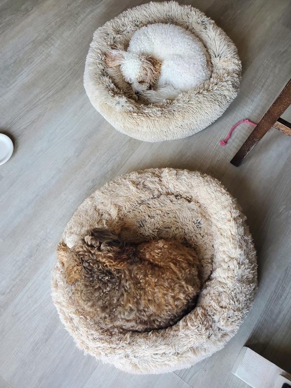 One curled tight, one leaning on the edge