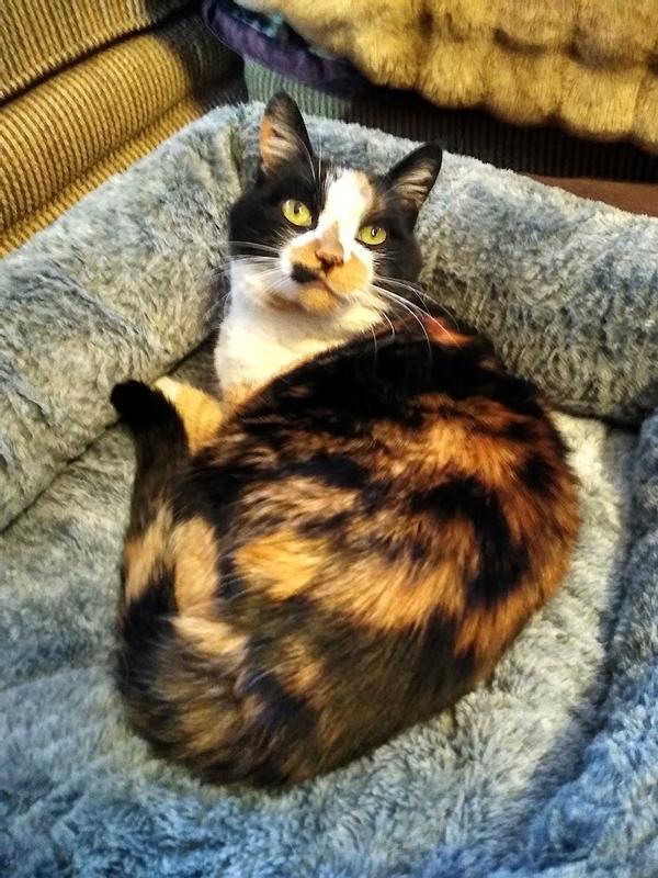 Calico cat in the dog bed.