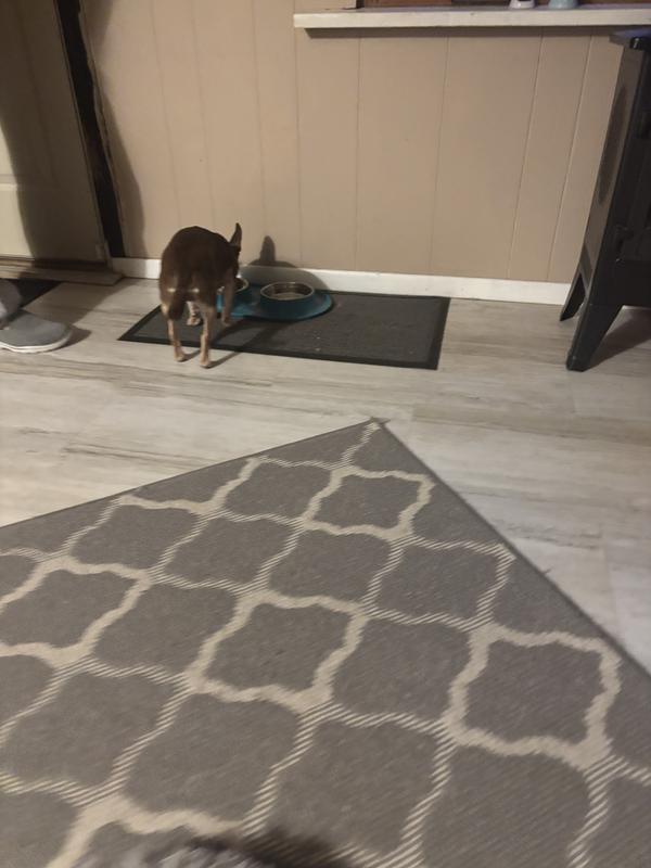 I mixed some of wet food with her kibble and she loved it!