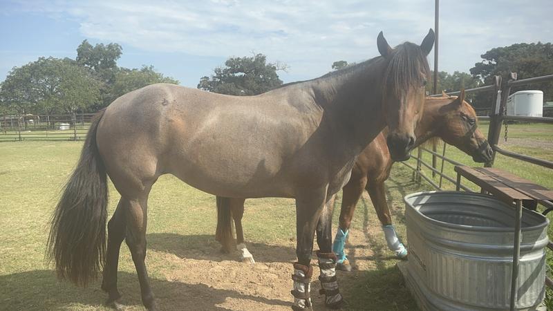 Blue belle with her fly boots on