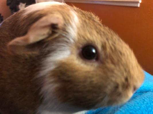 This is Nala