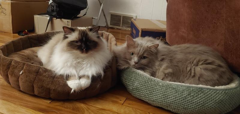 They Love these beds!!!