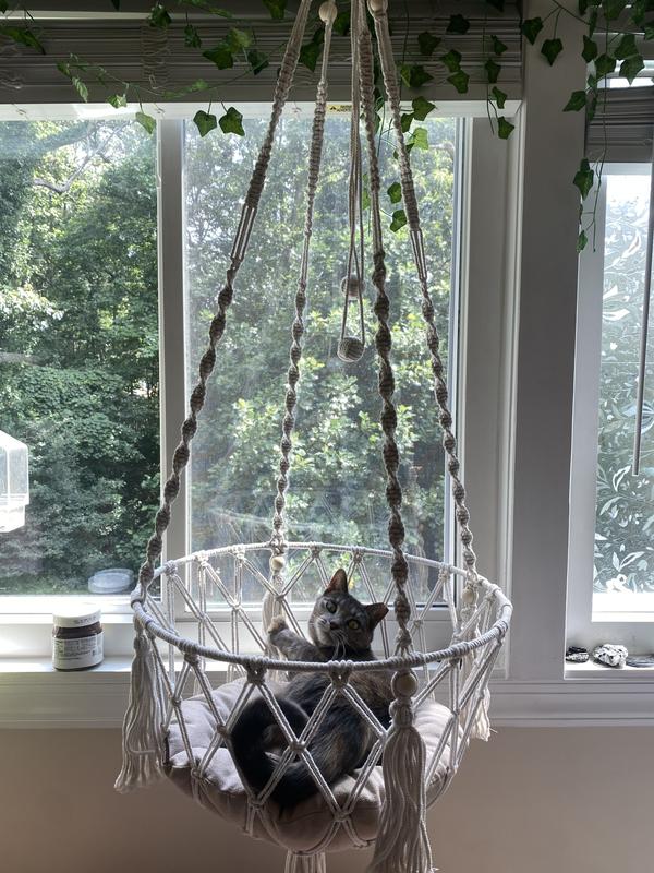 Artemis by her favorite window 💚