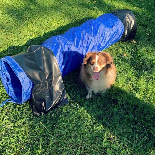 Trixie agility clearance tunnel