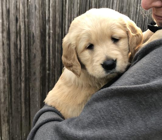 LiLy @ 5 weeks