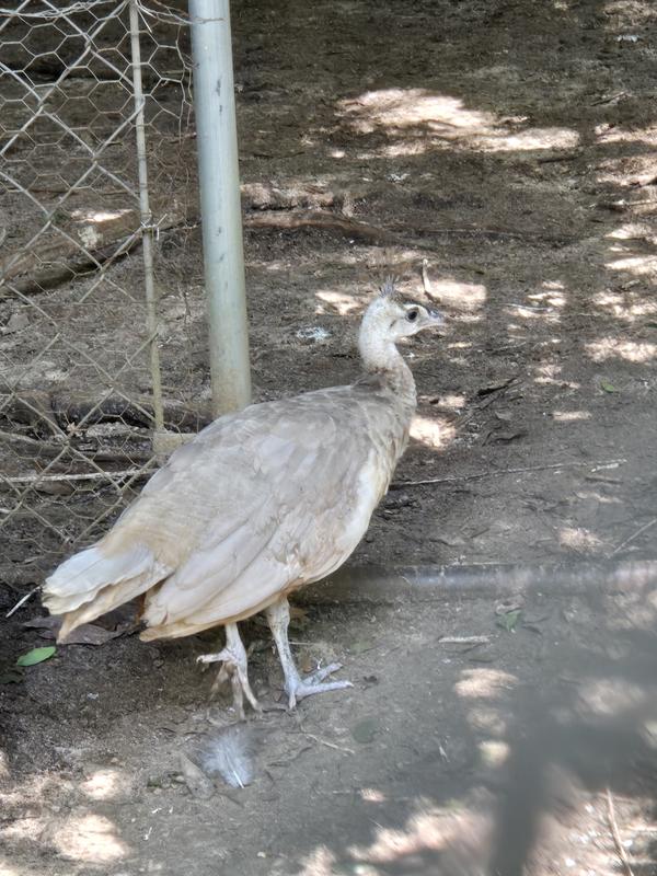 My newest addition! A cameo chick!