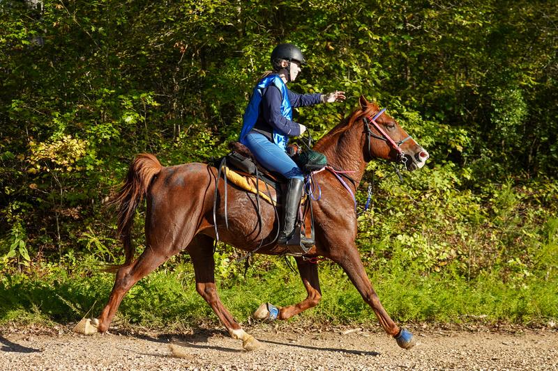 Zayn at Land Between the Lakes Endurance Ride 2025
