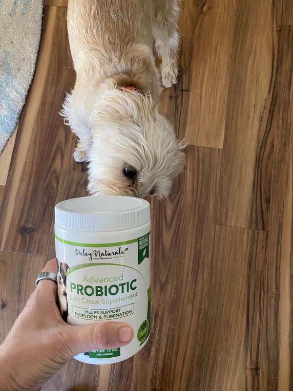 Deley naturals shop probiotics for dogs